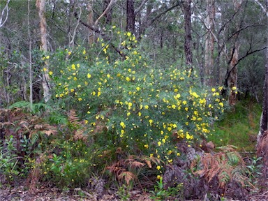 APII jpeg image of Gompholobium latifolium  © contact APII