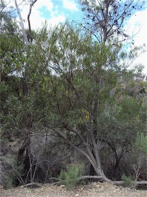 APII jpeg image of Dodonaea viscosa subsp. angustifolia  © contact APII