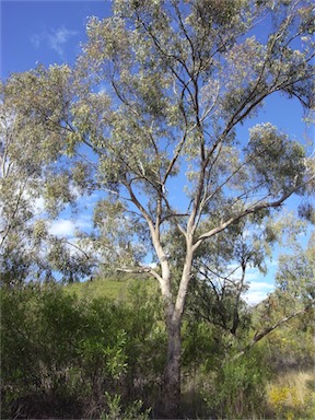 APII jpeg image of Eucalyptus melliodora  © contact APII