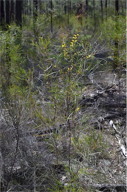 APII jpeg image of Acacia caroleae  © contact APII