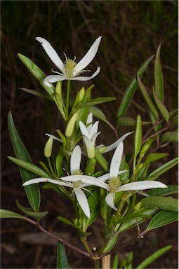 APII jpeg image of Clematis 'Southern Stars'  © contact APII