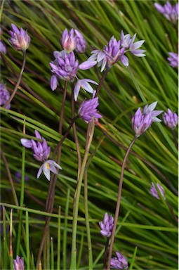 APII jpeg image of Sowerbaea 'Wonder Grass'  © contact APII