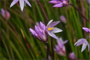 APII jpeg image of Sowerbaea 'Wonder Grass'  © contact APII