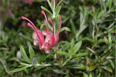 APII jpeg image of Grevillea 'Pinky Petite'  © contact APII