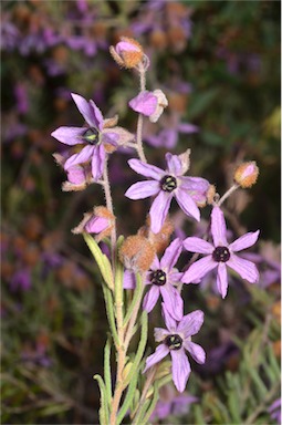 APII jpeg image of Lysiosepalum involucratum  © contact APII