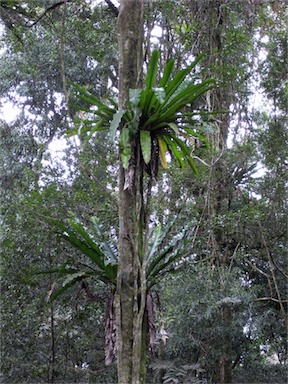 APII jpeg image of Asplenium australasicum  © contact APII