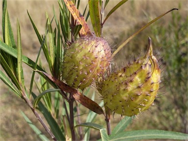 APII jpeg image of Gomphocarpus fruticosus  © contact APII