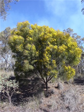 APII jpeg image of Acacia subulata  © contact APII