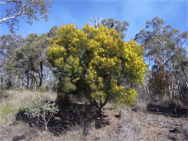 APII jpeg image of Acacia subulata  © contact APII