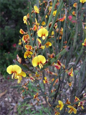 APII jpeg image of Bossiaea grayi  © contact APII