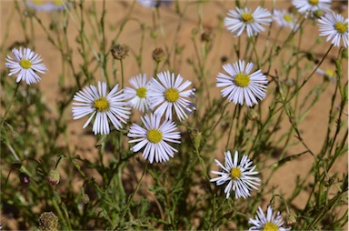 APII jpeg image of Brachyscome ciliaris var. ciliaris  © contact APII