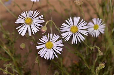 APII jpeg image of Brachyscome ciliaris var. ciliaris  © contact APII