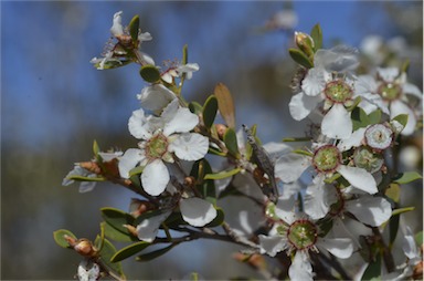 APII jpeg image of Leptospermum coriaceum  © contact APII