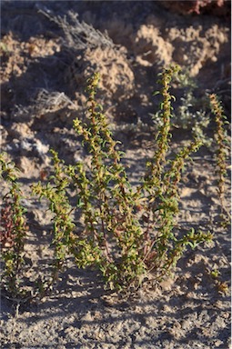 APII jpeg image of Lawrencia glomerata  © contact APII