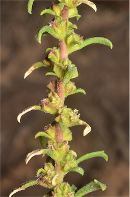 APII jpeg image of Lawrencia glomerata  © contact APII