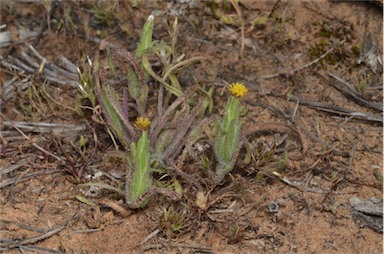 APII jpeg image of Podotheca angustifolia  © contact APII