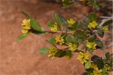 APII jpeg image of Dodonaea bursariifolia  © contact APII