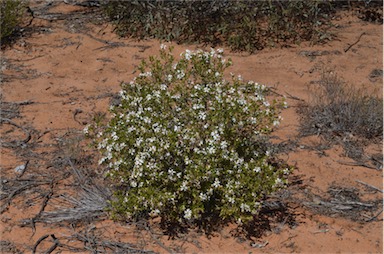 APII jpeg image of Olearia muelleri  © contact APII