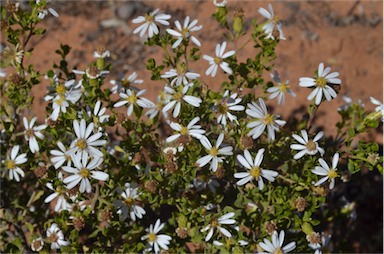 APII jpeg image of Olearia muelleri  © contact APII