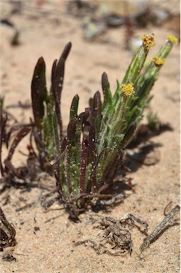 APII jpeg image of Podotheca angustifolia  © contact APII