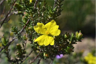 APII jpeg image of Hibbertia riparia  © contact APII