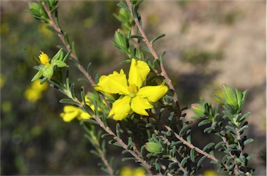 APII jpeg image of Hibbertia riparia  © contact APII