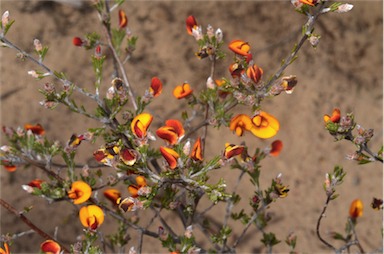 APII jpeg image of Pultenaea prostrata  © contact APII