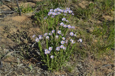 APII jpeg image of Olearia rudis  © contact APII