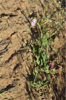 APII jpeg image of Silene longicaulis  © contact APII