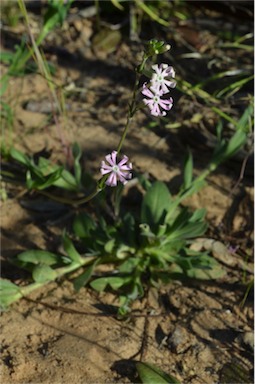 APII jpeg image of Silene longicaulis  © contact APII