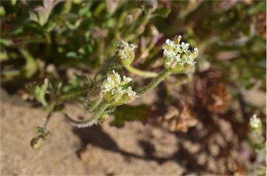 APII jpeg image of Trachymene pilosa  © contact APII