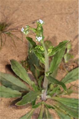 APII jpeg image of Cynoglossum australe  © contact APII