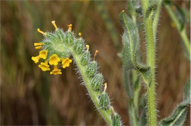 APII jpeg image of Amsinckia calycina  © contact APII