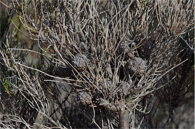 APII jpeg image of Allocasuarina pusilla  © contact APII