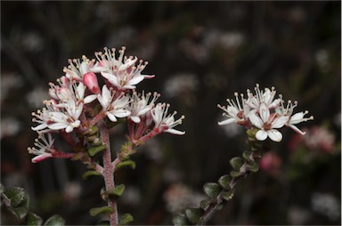 APII jpeg image of Leionema microphyllum  © contact APII