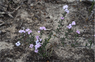 APII jpeg image of Dampiera rosmarinifolia  © contact APII