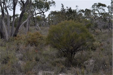 APII jpeg image of Allocasuarina paludosa  © contact APII