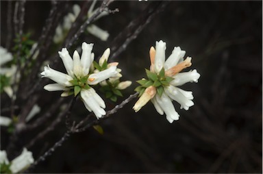 APII jpeg image of Epacris impressa  © contact APII