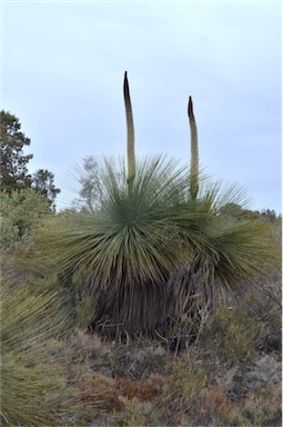 APII jpeg image of Xanthorrhoea australis  © contact APII