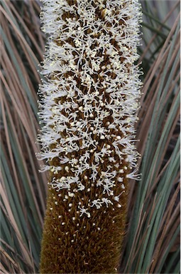 APII jpeg image of Xanthorrhoea australis  © contact APII