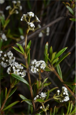 APII jpeg image of Logania linifolia  © contact APII