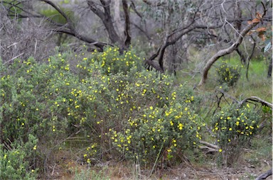 APII jpeg image of Hibbertia sericea var. sericea  © contact APII