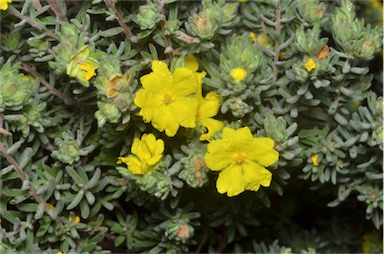 APII jpeg image of Hibbertia sericea var. sericea  © contact APII