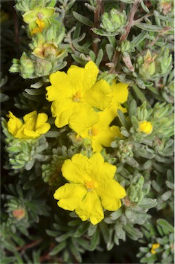 APII jpeg image of Hibbertia sericea var. sericea  © contact APII