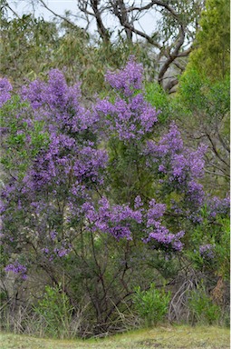 APII jpeg image of Prostanthera rotundifolia  © contact APII