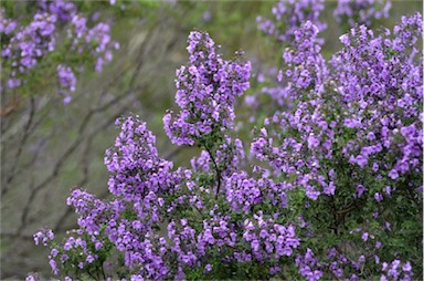 APII jpeg image of Prostanthera rotundifolia  © contact APII