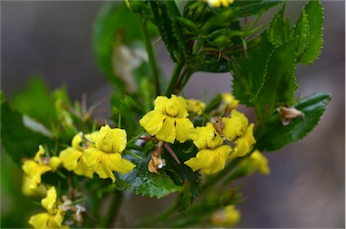 APII jpeg image of Goodenia ovata  © contact APII