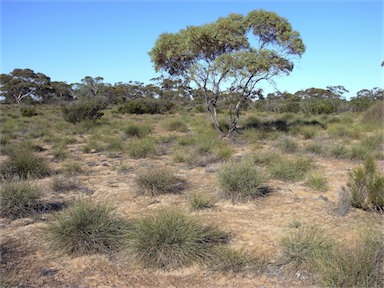 APII jpeg image of Lomandra effusa  © contact APII