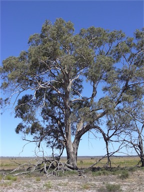 APII jpeg image of Eucalyptus camaldulensis  © contact APII