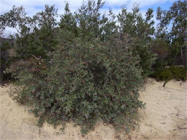 APII jpeg image of Grevillea aquifolium  © contact APII